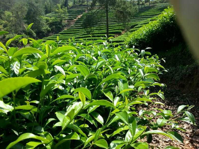 正確使用保定菌肥 有效防止蔬菜死棵